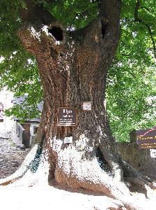 Zagórze Śląskie - Zamek Grodno, Lipa Sądowa