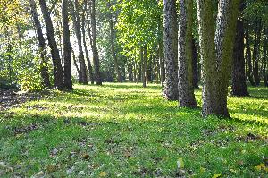 Park na Bydgoskim Przedmieściu