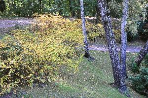 Park na Bydgoskim Przedmieściu