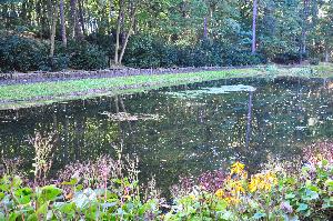 Park na Bydgoskim Przedmieściu - staw