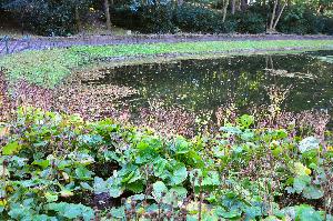 Park na Bydgoskim Przedmieściu - staw