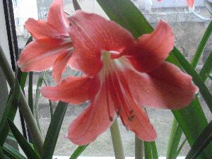 Hippeastrum