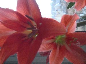 Hippeastrum