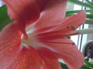 Hippeastrum