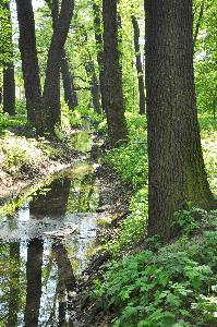 Toruń - struga Wielanda