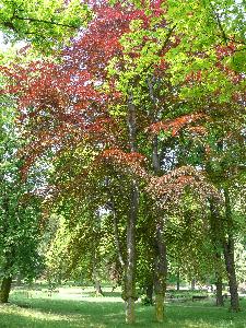 Gdańsk - Zielony Park