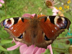 Motyl