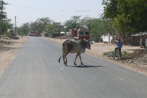 Krowa na drodze przez Rajasthan