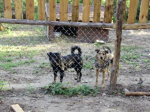 Schronisko dla zwierząt "TARA"