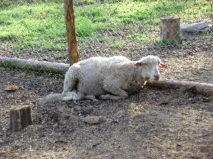 Schronisko dla zwierząt "TARA"