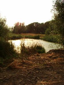 Rogalin (pow. sępoleński) - park