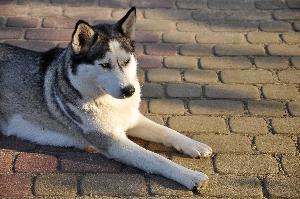 Husky