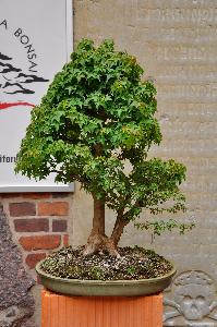 Drzewko Bonsai