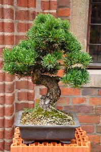 Drzewko Bonsai