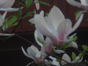 Magnolie