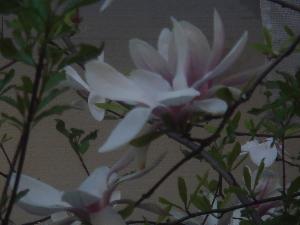 Magnolie