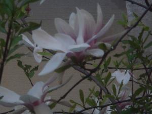 Magnolie