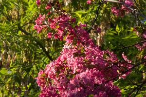 Malus x purpurea