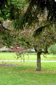 Malus x purpurea