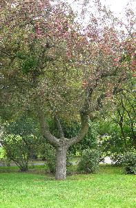 Malus x purpurea