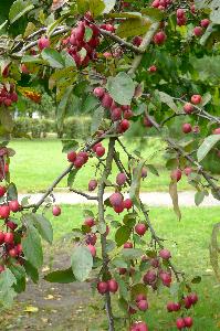 Malus x purpurea