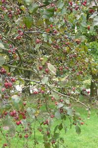 Malus x purpurea