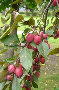 Malus x purpurea