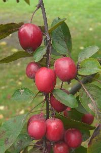 Malus x purpurea