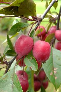 Malus x purpurea