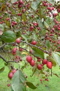 Malus x purpurea