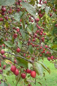 Malus x purpurea