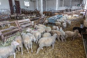 Kołuda Wielka - Krajowy Ośrodek Badawczo-hodowlany Gęsi