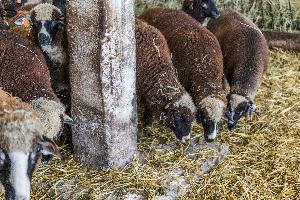 Kołuda Wielka - Krajowy Ośrodek Badawczo-hodowlany Gęsi