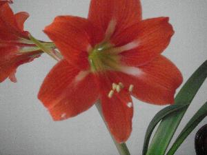 Hippeastrum