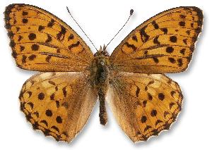 Argynnis adippe_samiec