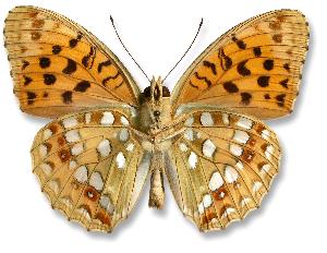 Argynnis adippe_samiec_spod