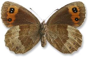 Erebia aethiops_samica_spod