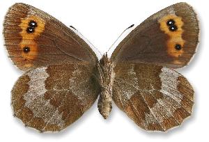 Erebia aethiops_samica_spod