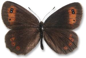 Erebia aethiops_samiec