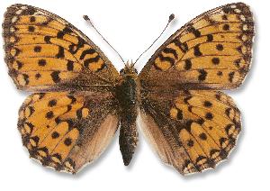 Argynnis aglaja_samica