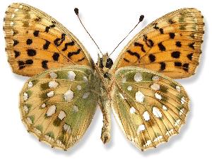 Argynnis aglaja_samiec_spod