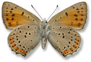 Lycaena alciphron - samica - spód