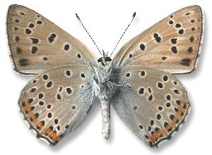 Lycaena alciphron - samiec - spód