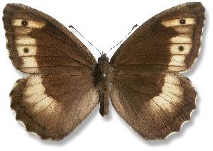 Hipparchia alcyone - samica