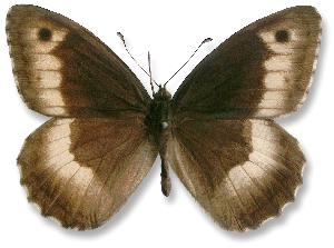 Hipparchia alcyone - samiec