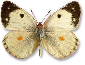 Colias alfacariensis_samica