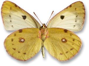 Colias alfacariensis_samica_spod