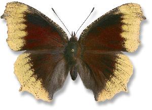 Nymphalis antiopa