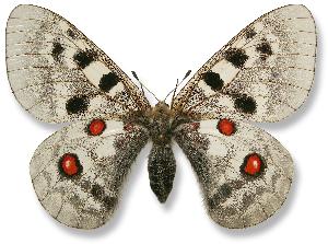 Parnassius apollo - samica