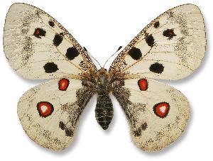 Parnassius apollo - samica